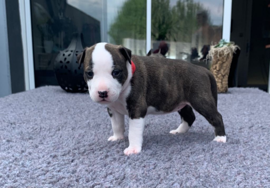 United Ast - Chiot disponible  - American Staffordshire Terrier