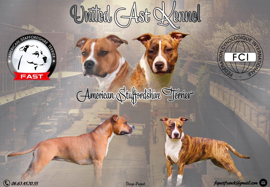 accueil-elevage-united-ast-eleveur-de-chiens-american-staffordshire